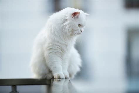 Beyaz kedi ne kadar
